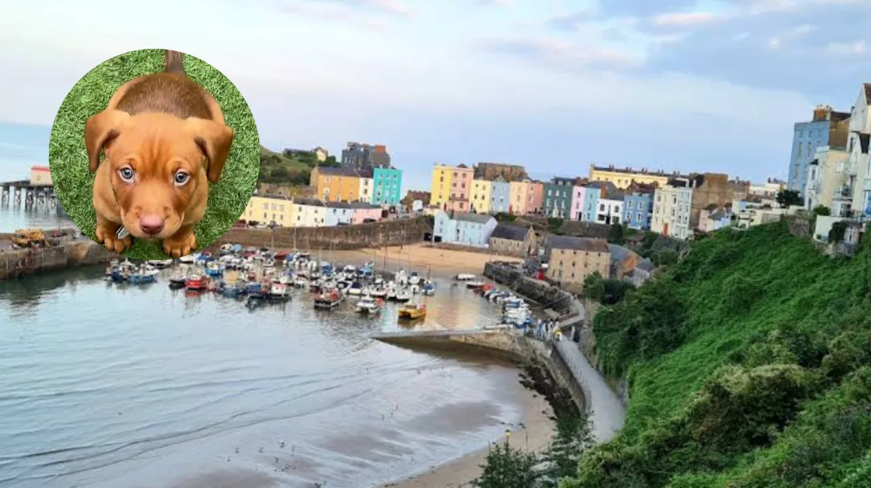 £1m Funding Boosts Animal Welfare in Wales 2026