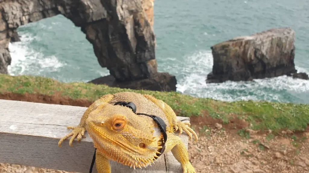 Why Is the Green Bridge of Wales Considered a Geological Masterpiece