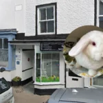 Labour Politician Calls for Rabbit Owner Training in Wales