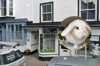 Labour Politician Calls for Rabbit Owner Training in Wales