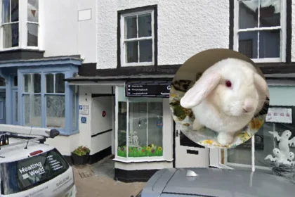 Labour Politician Calls for Rabbit Owner Training in Wales