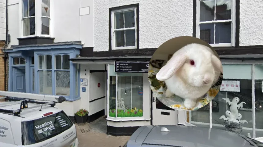 Labour Politician Calls for Rabbit Owner Training in Wales