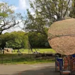 Cardiff Heath Park Cherry Trees Vandalised by Offenders 2026