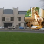 Delivery driver spared jail after violent cat custody row, Wales 2026