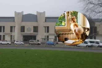 Delivery driver spared jail after violent cat custody row, Wales 2026