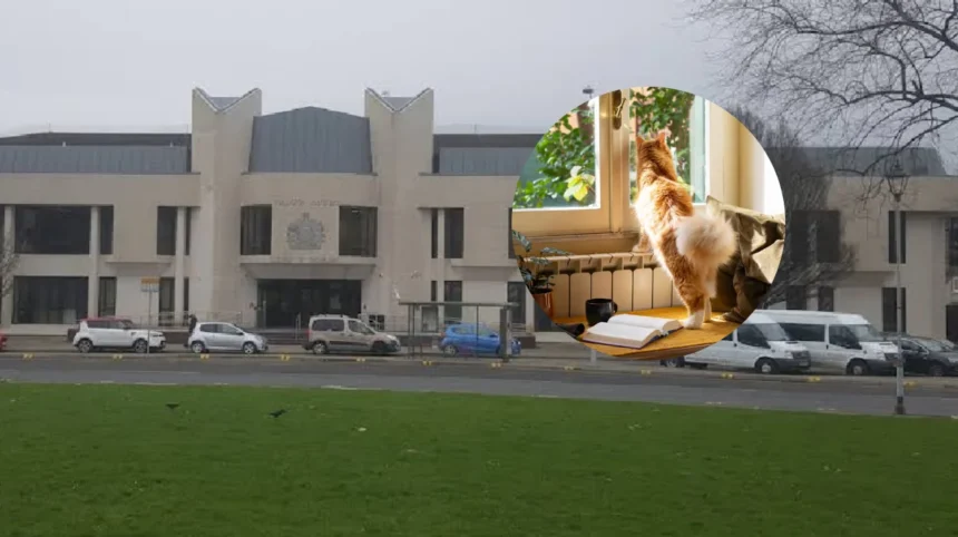 Delivery driver spared jail after violent cat custody row, Wales 2026