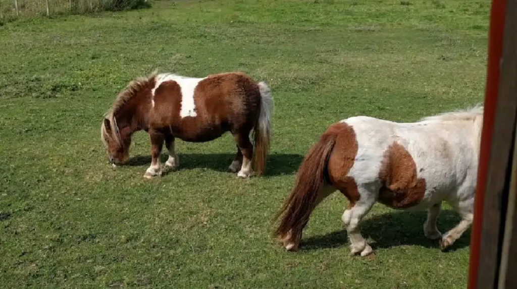 What is the historical background of Greenacres Farm North Wales