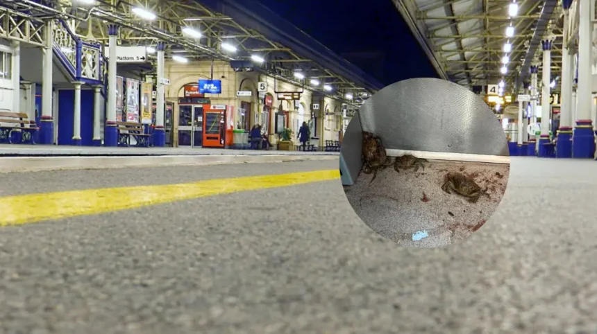Live Crabs Let Loose on Teignmouth to Exeter Train Service