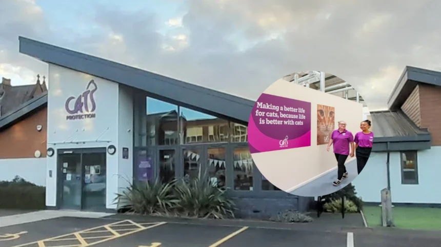 North Wales Cat Charity Opens Volunteer Recruitment Drive