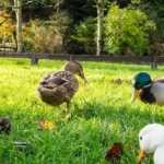 What is the historical background of Greenacres Farm North Wales