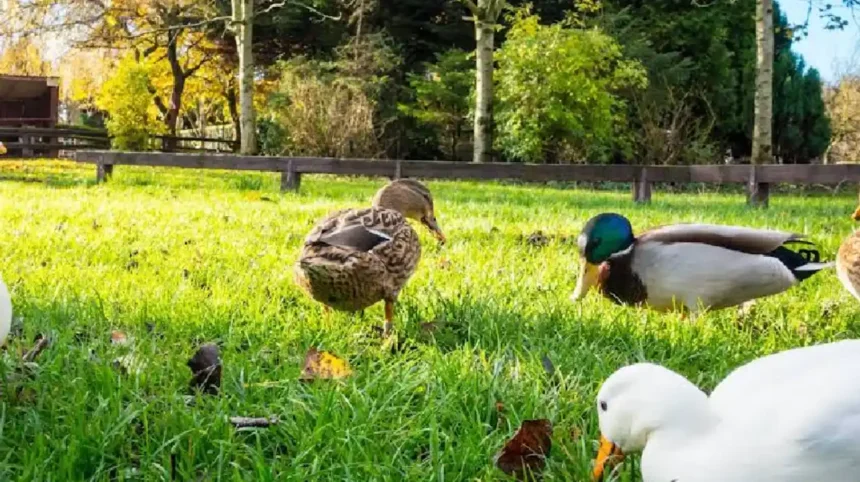 What is the historical background of Greenacres Farm North Wales