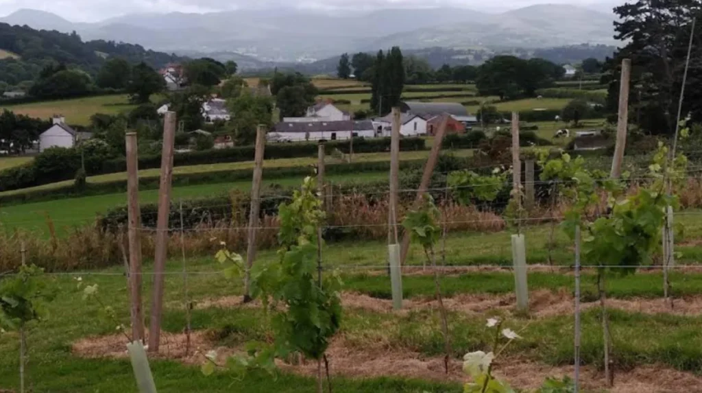 What Is the Kinmel Arms North Wales and Where Is It Located?