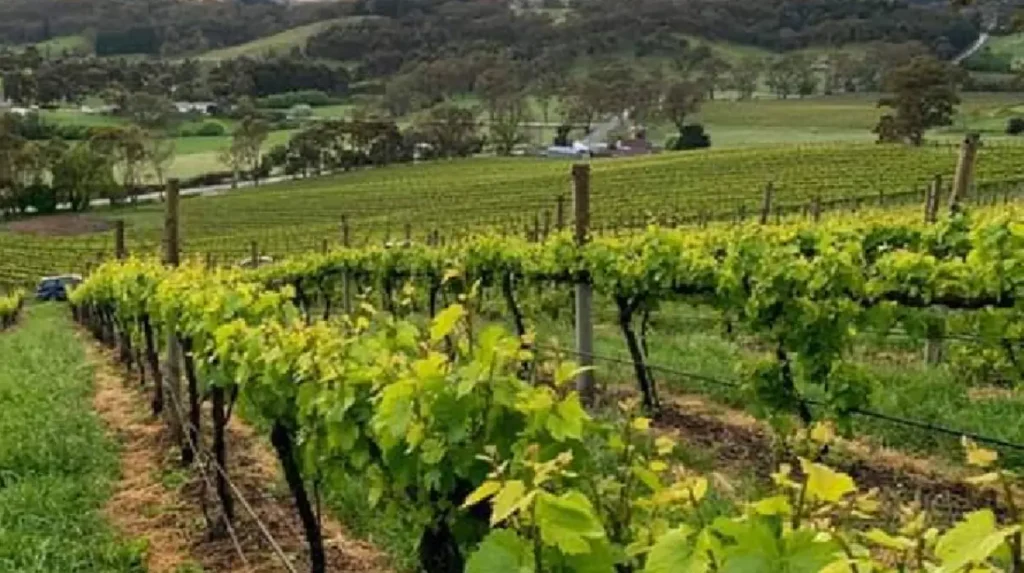 Geographic Differences Between New South Wales and South Australia