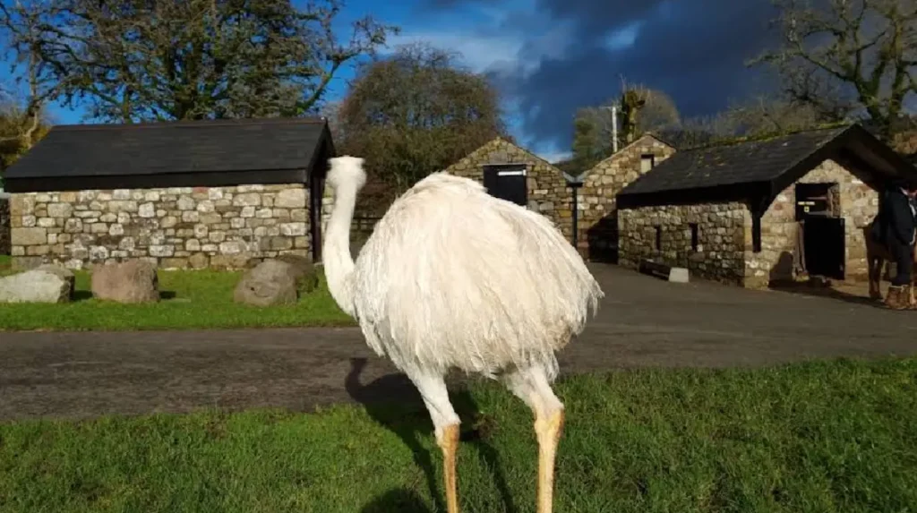 National Showcaves Centre for Wales