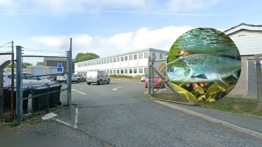 Salmon crisis in Wales every monitored river classified at risk