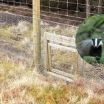 Welsh badger attack man jailed after dogs stab and maul wildlife 2026