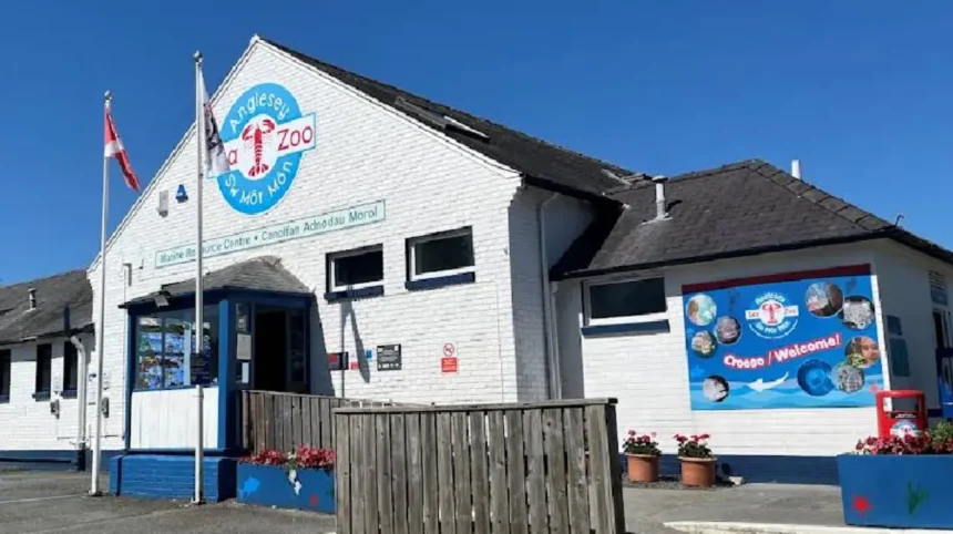 What is the history and founding background of Anglesey Sea Zoo