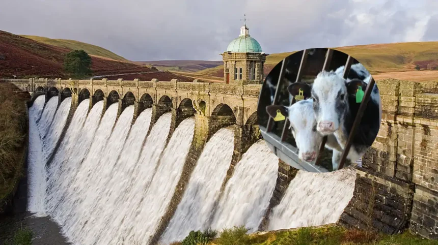 Bluetongue Hits 498 Welsh Farms as Vets Urge Action