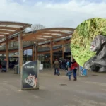 Chimpanzee Mabel Dies Aged Over 60 At Welsh Mountain Zoo