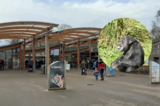 Chimpanzee Mabel Dies Aged Over 60 At Welsh Mountain Zoo