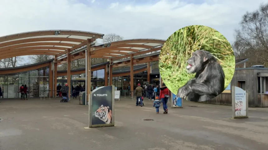 Chimpanzee Mabel Dies Aged Over 60 At Welsh Mountain Zoo