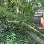 Plaid Cymru Senedd Poll Beaufort Research Gives Party 33% Lead 2026