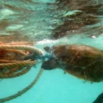 Why Is Wales Implementing a Comprehensive Ban on Single-Use Plastic Wet Wipes