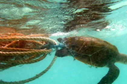 Why Is Wales Implementing a Comprehensive Ban on Single-Use Plastic Wet Wipes