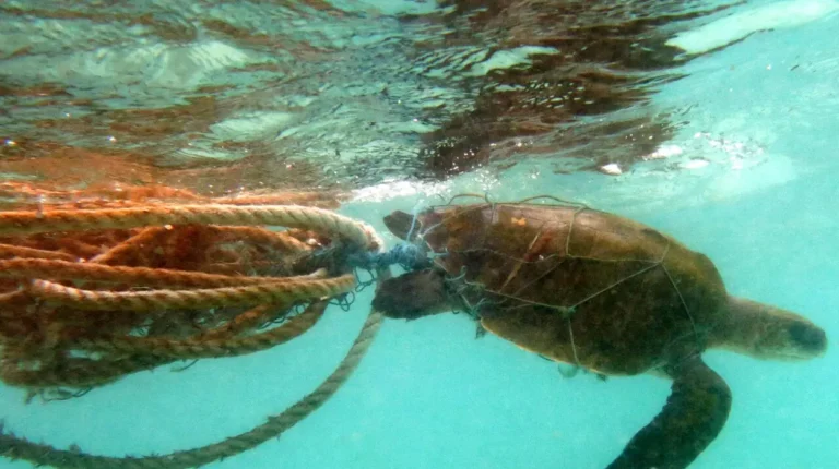 Why Is Wales Implementing a Comprehensive Ban on Single-Use Plastic Wet Wipes